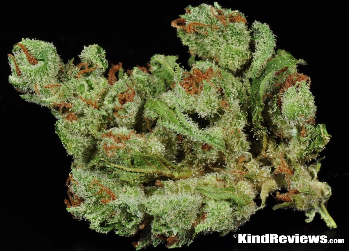 Blackberry Kush Marijuana Strain Library