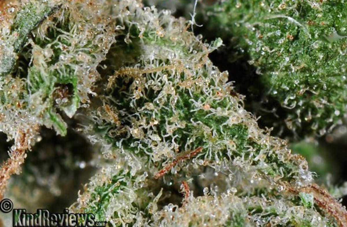 Cherry Lime Haze Marijuana Strain Library