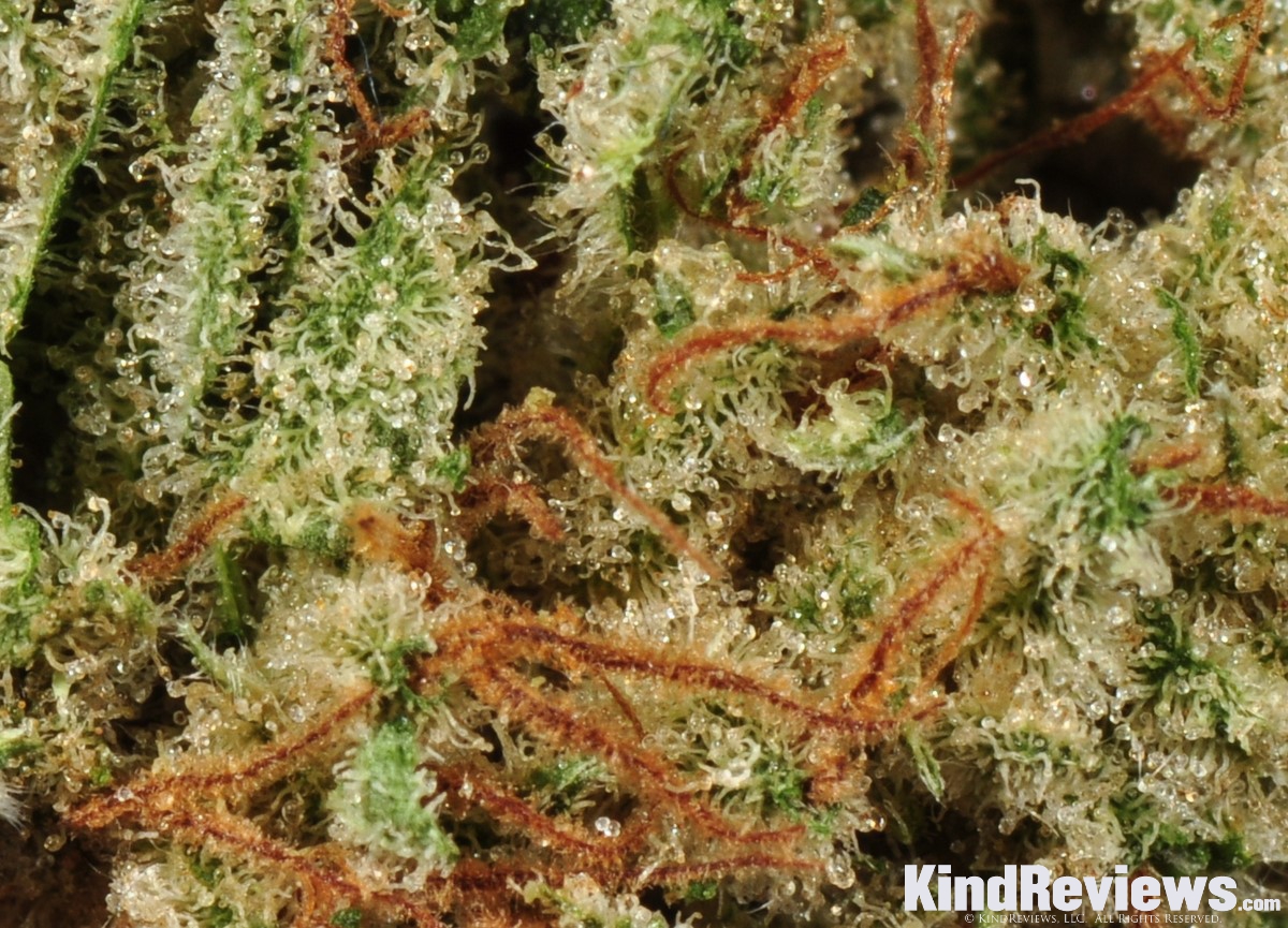 Diesel Berry | Marijuana Strain Library | PotGuide.com