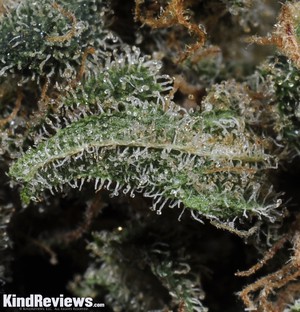 Dynamite Marijuana Strain Library Potguide Com