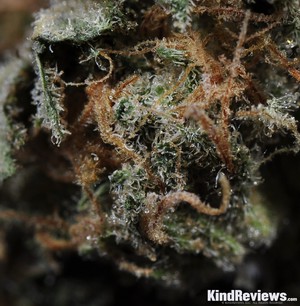 Dynamite Marijuana Strain Library Potguide Com