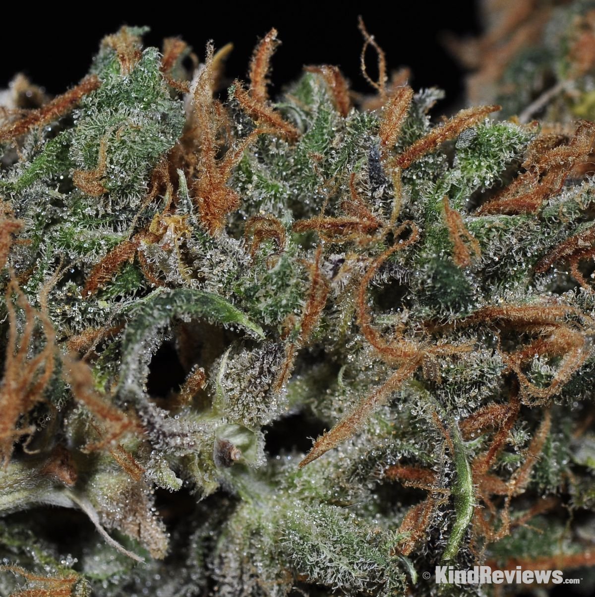 Island Sweet Skunk Marijuana Strain Library