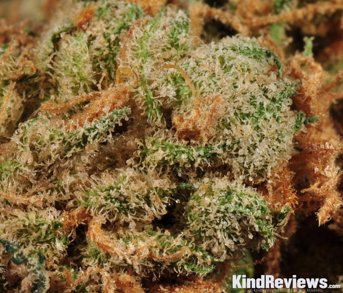 Papaya Marijuana Strain Library