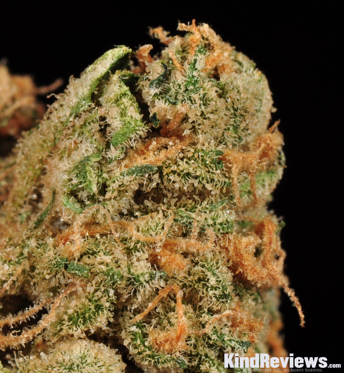 Papaya Marijuana Strain Library