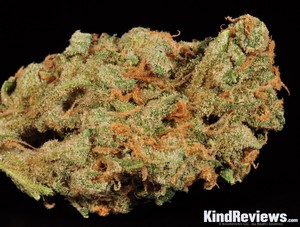 papaya strain potguide marijuana