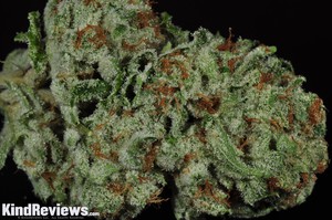 Harvest When Trichomes Are Clear Presidential Kush Review Colorado Alternative Medicine 