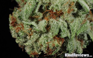 Harvest When Trichomes Are Clear Presidential Kush Review Colorado Alternative Medicine 