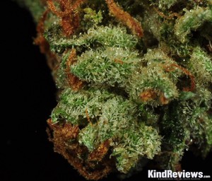 Skywalker OG Review | Alternative Wellness Center | PotGuide.com