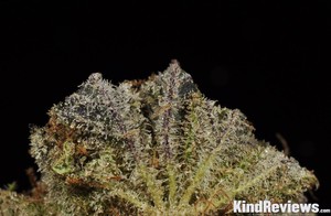 Sour Kush | Marijuana Strain Library | PotGuide.com