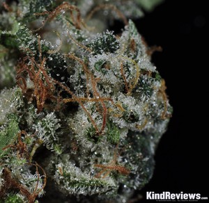 Super Sour Fire OG Kush Review  Alternative Wellness 