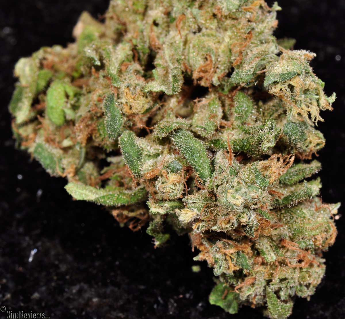 Trainwreck | Marijuana Strain Library | PotGuide.com