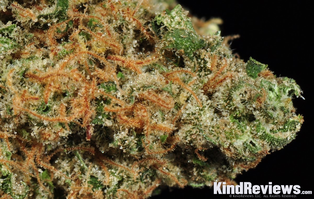 trainwreck-marijuana-strain-library-potguide