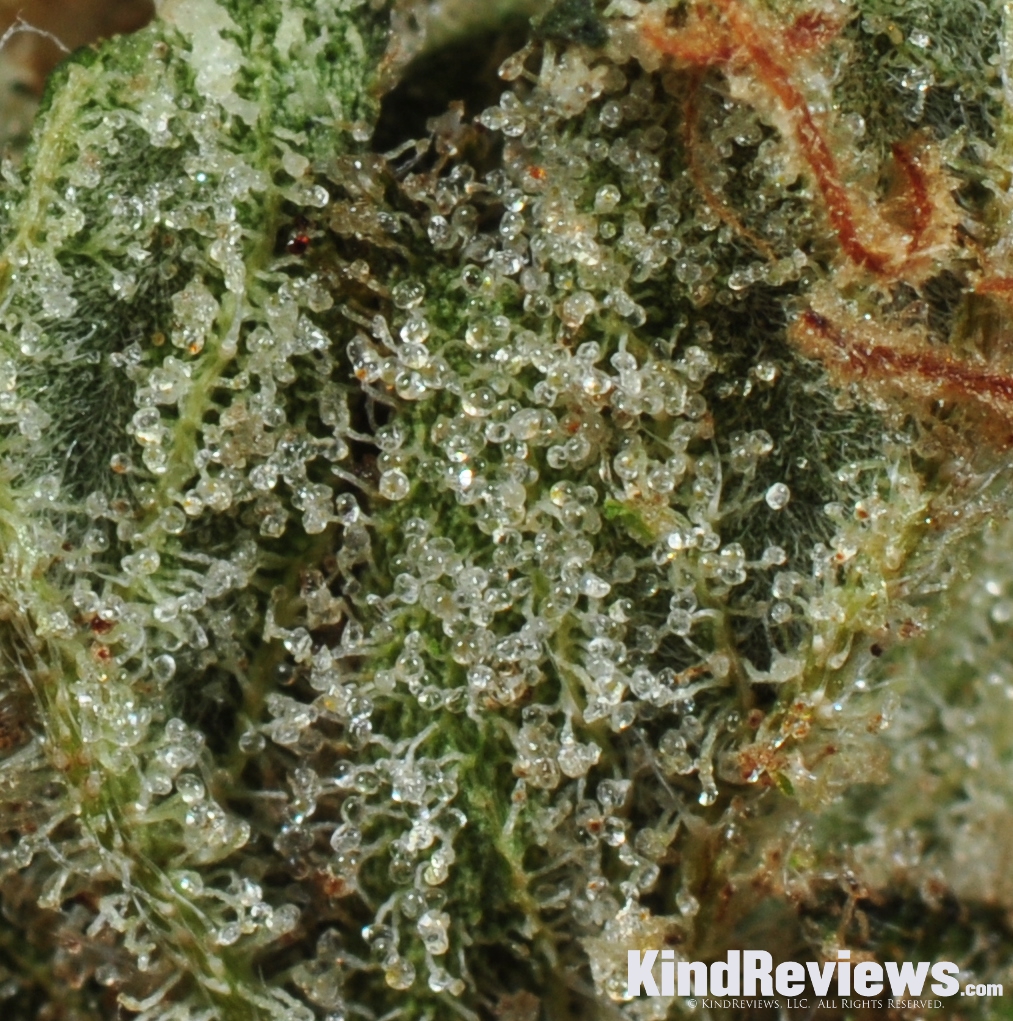 Trainwreck | Marijuana Strain Library | PotGuide.com