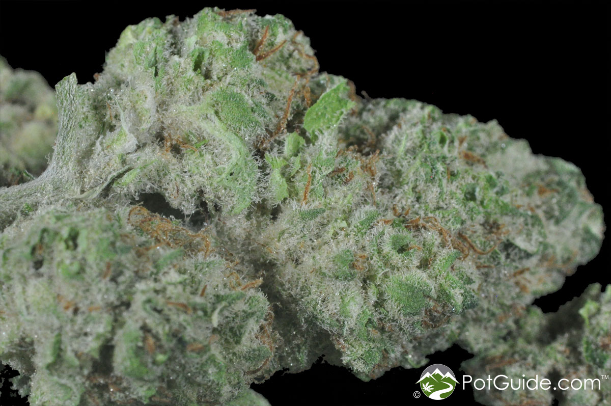 Kandy Kush Marijuana Strain Library
