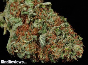 Bruce Banner 3 Marijuana Strain Library Potguide Com