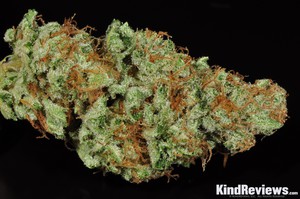 Bruce Banner 5 Marijuana Strain Library Potguide Com