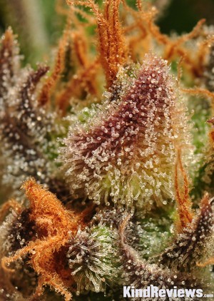 DJ Short's Flo | Marijuana Strain Library | PotGuide.com