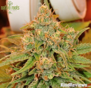 Durban Poison | Marijuana Strain Library | PotGuide.com