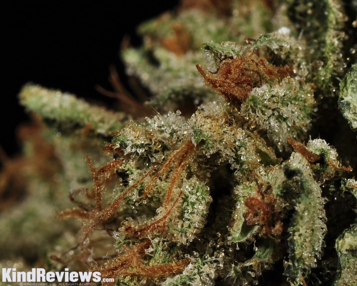 Ghost's OG Kush | Marijuana Strain Library | PotGuide.com