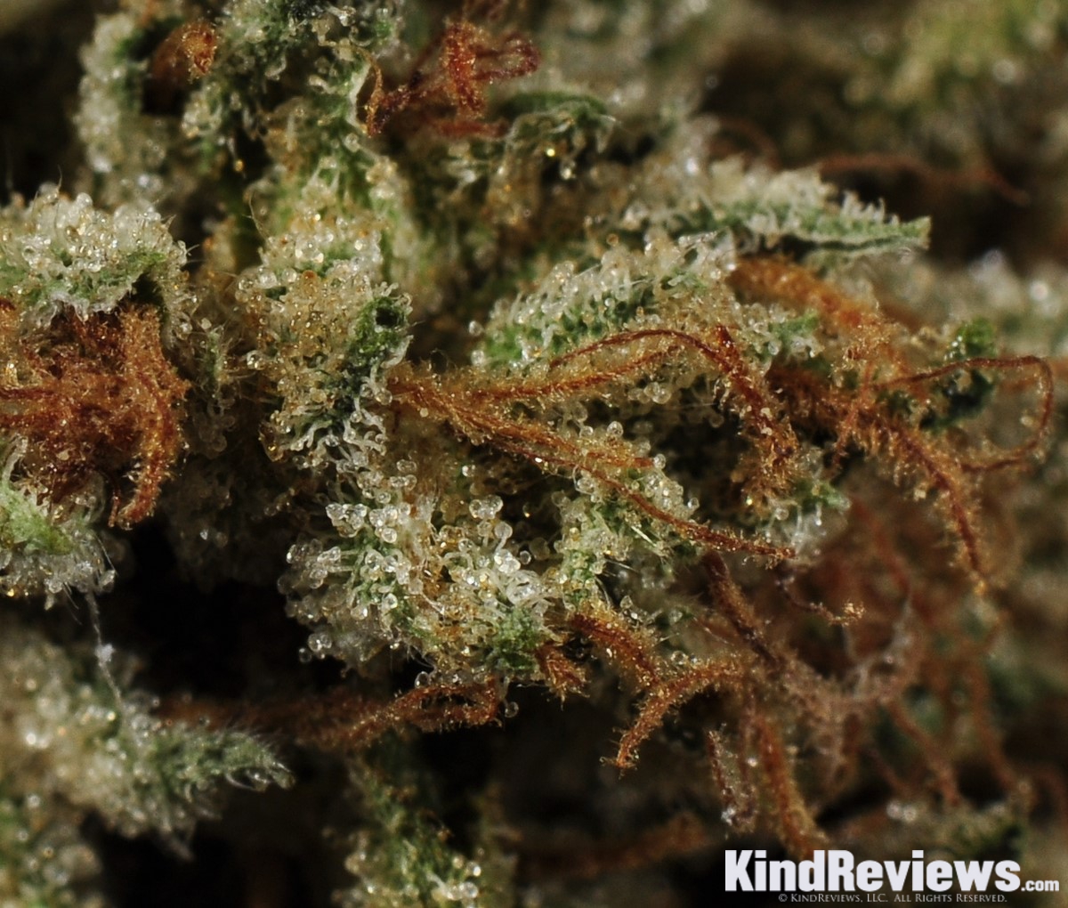 Ghost's OG Kush | Marijuana Strain Library | PotGuide.com