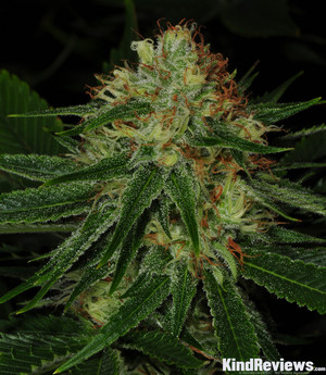 white slipper strain glass slipper marijuana strain library potguide white slipper strain glass slipper marijuana strain library potguide
