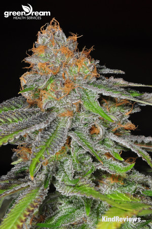 grape ape marijuana strain library potguide com how to write in the middle of a venn diagram on microsoft word