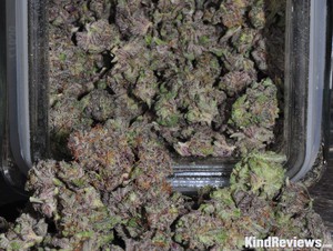 Grape Ape | Marijuana Strain Library | PotGuide.com