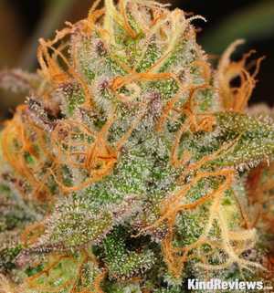 Grape Ape | Marijuana Strain Library | PotGuide.com