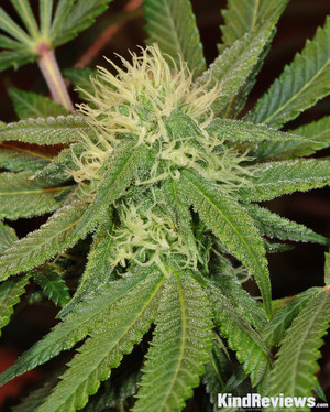 Grape Ape | Marijuana Strain Library | PotGuide.com