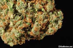 drug proper test Strain Library Marijuana   Confidential L.A.  PotGuide.com