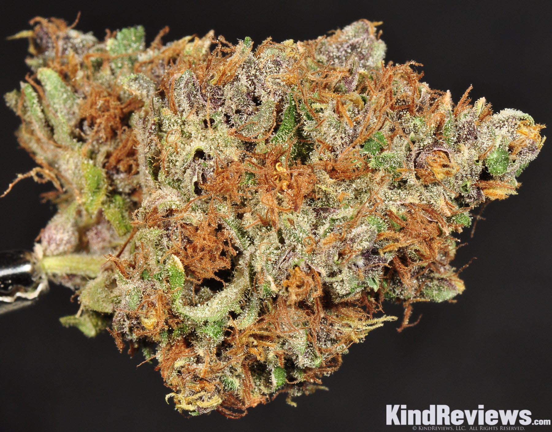 Purple Kush Marijuana Strain Library