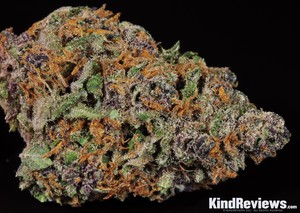 purple urkle thc level purple urkle thc level