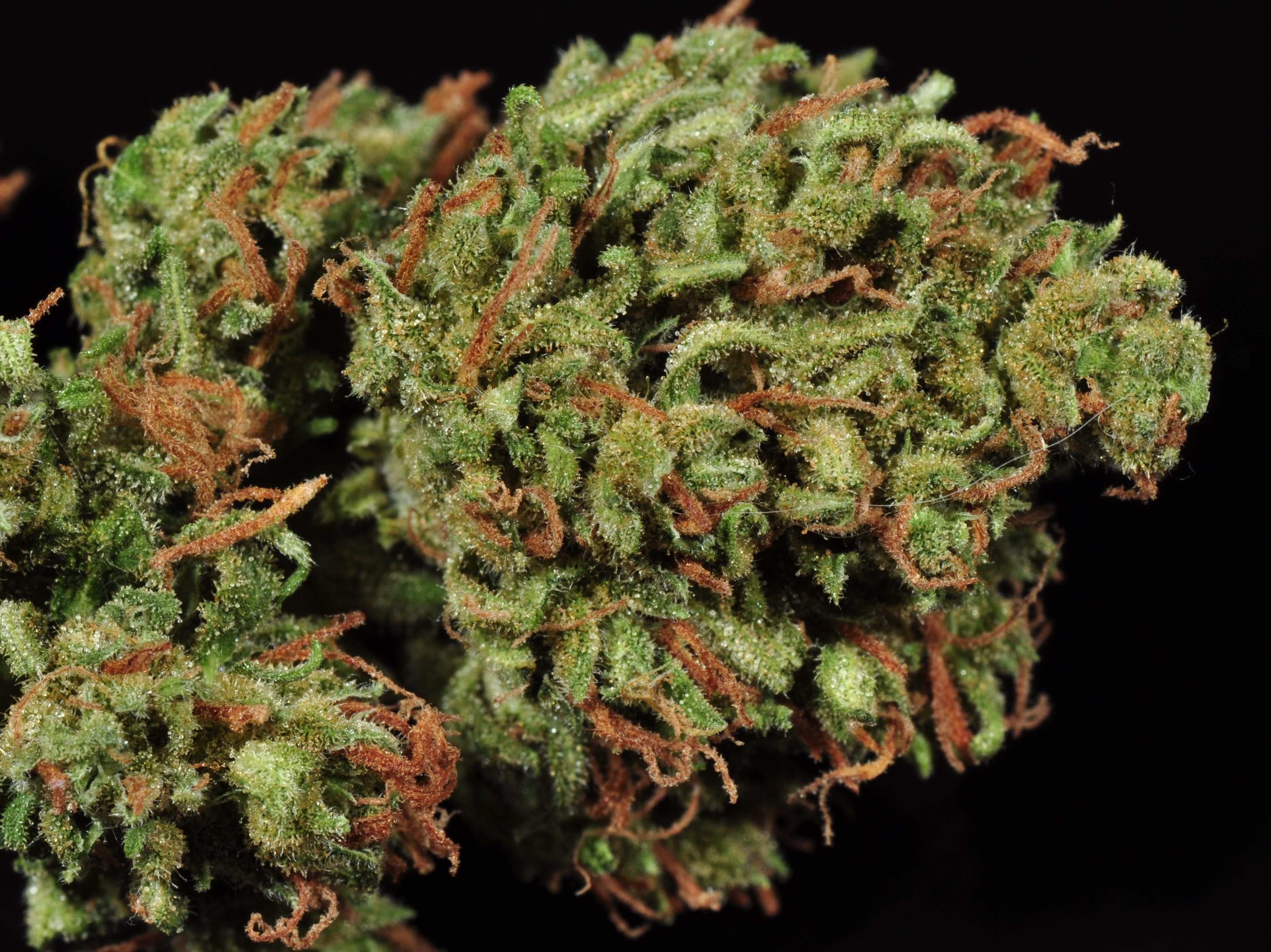 Strawberry Haze Marijuana Strain Library