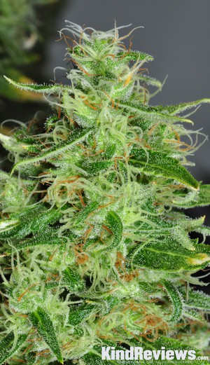 found seeds tangerine haze