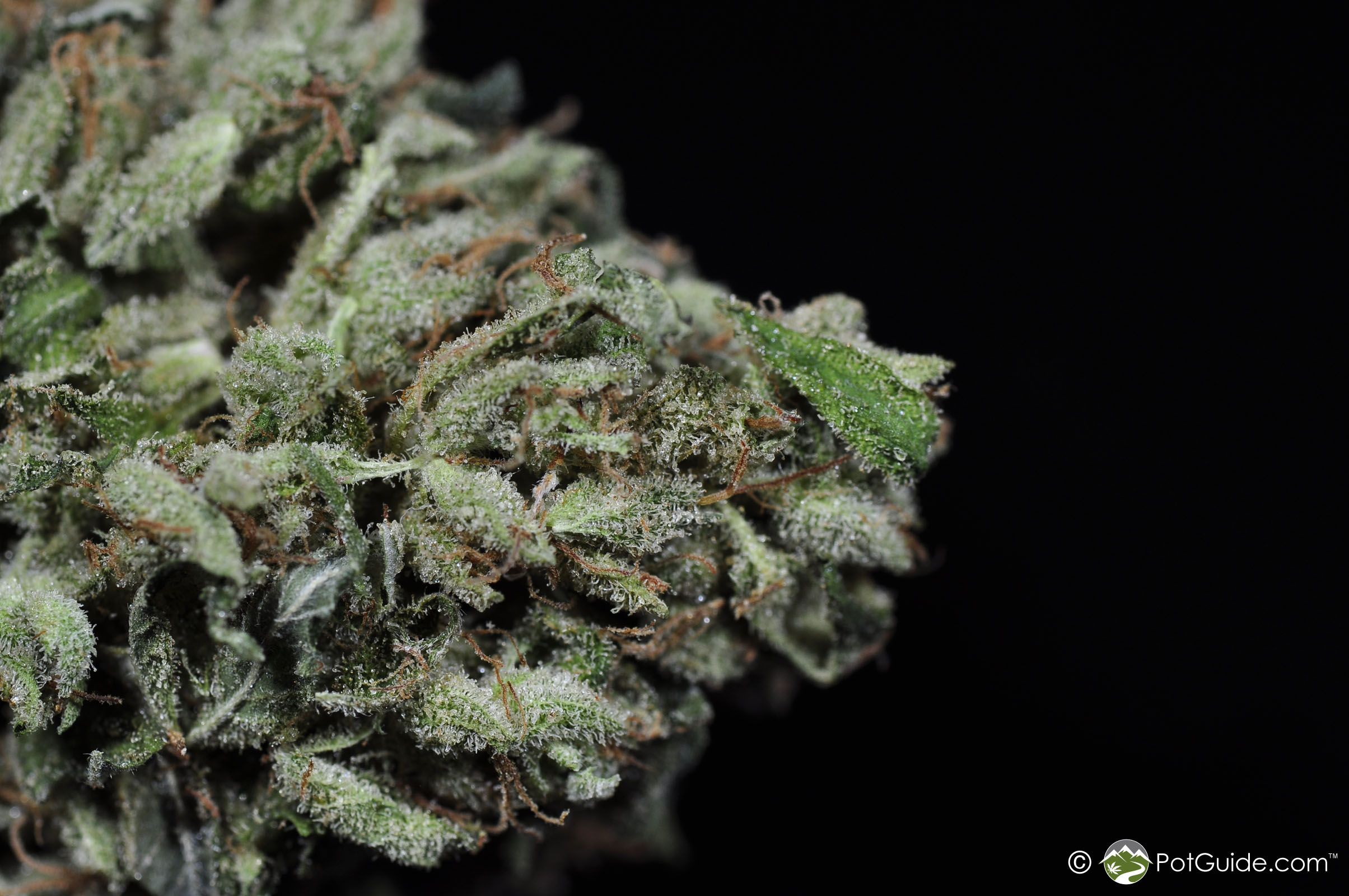 Colombian Gold | Marijuana Strain Library | PotGuide.com