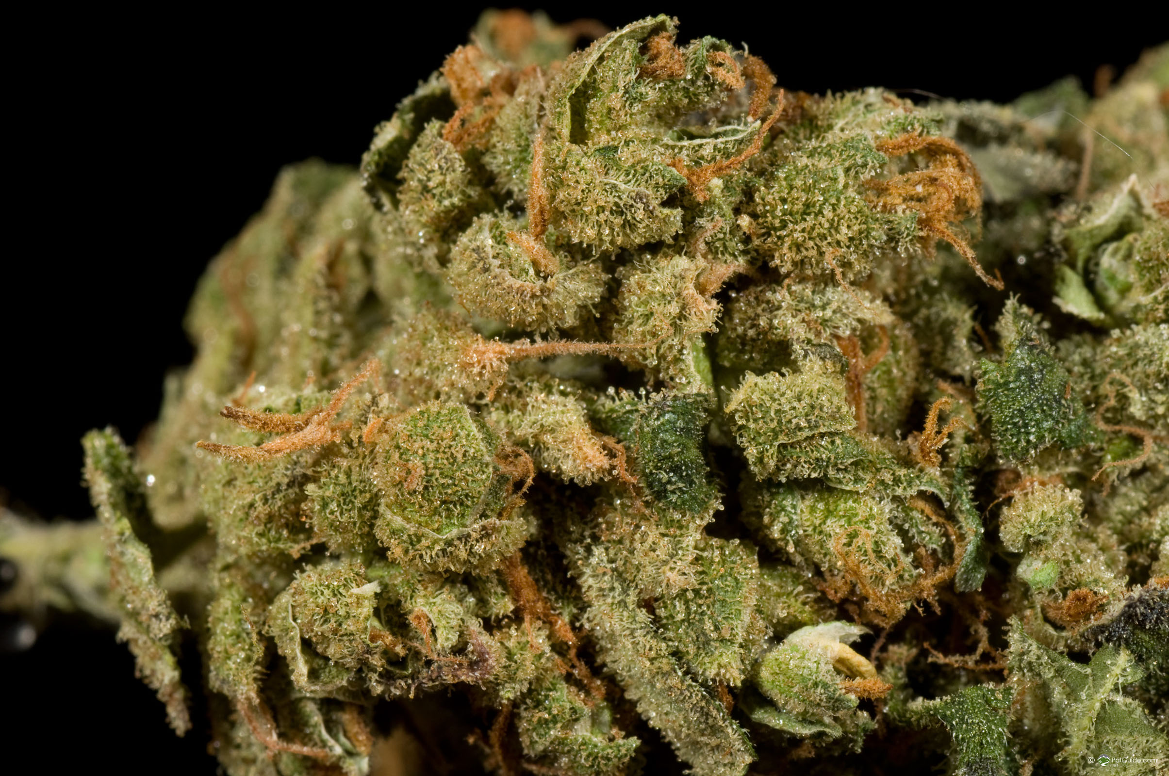 Colombian Gold | Marijuana Strain Library | PotGuide.com