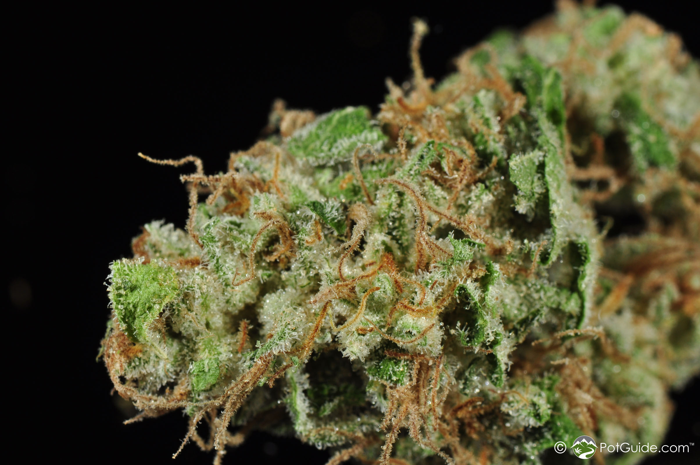 Critical Jack Marijuana Strain Library