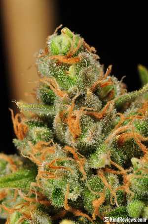 Green Crack | Marijuana Strain Library | PotGuide.com