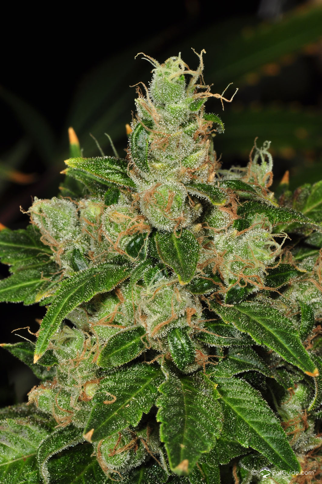 sweet j strain eo sweet j strain eo