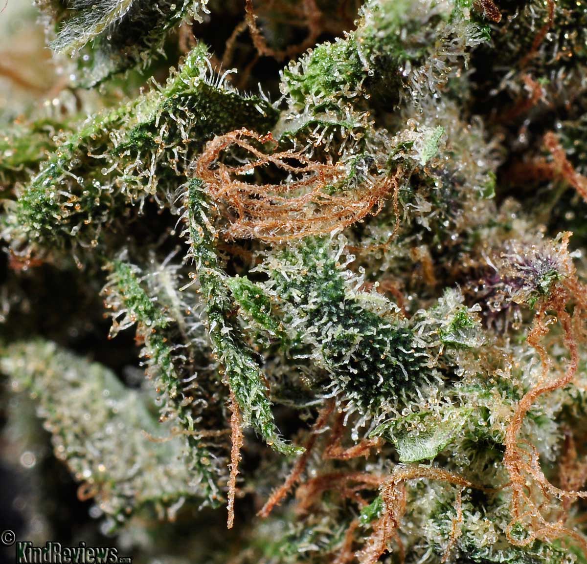 Maui | Marijuana Strain Library | PotGuide.com