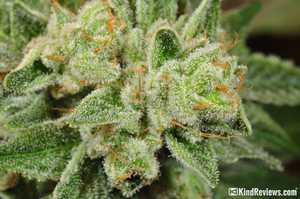 Gorilla Glue Review >> Gorilla Glue 4 Marijuana Strain Library Potguide Com Gorilla Glue Review >> Gorilla Glue 4 Marijuana Strain Library Potguide Com