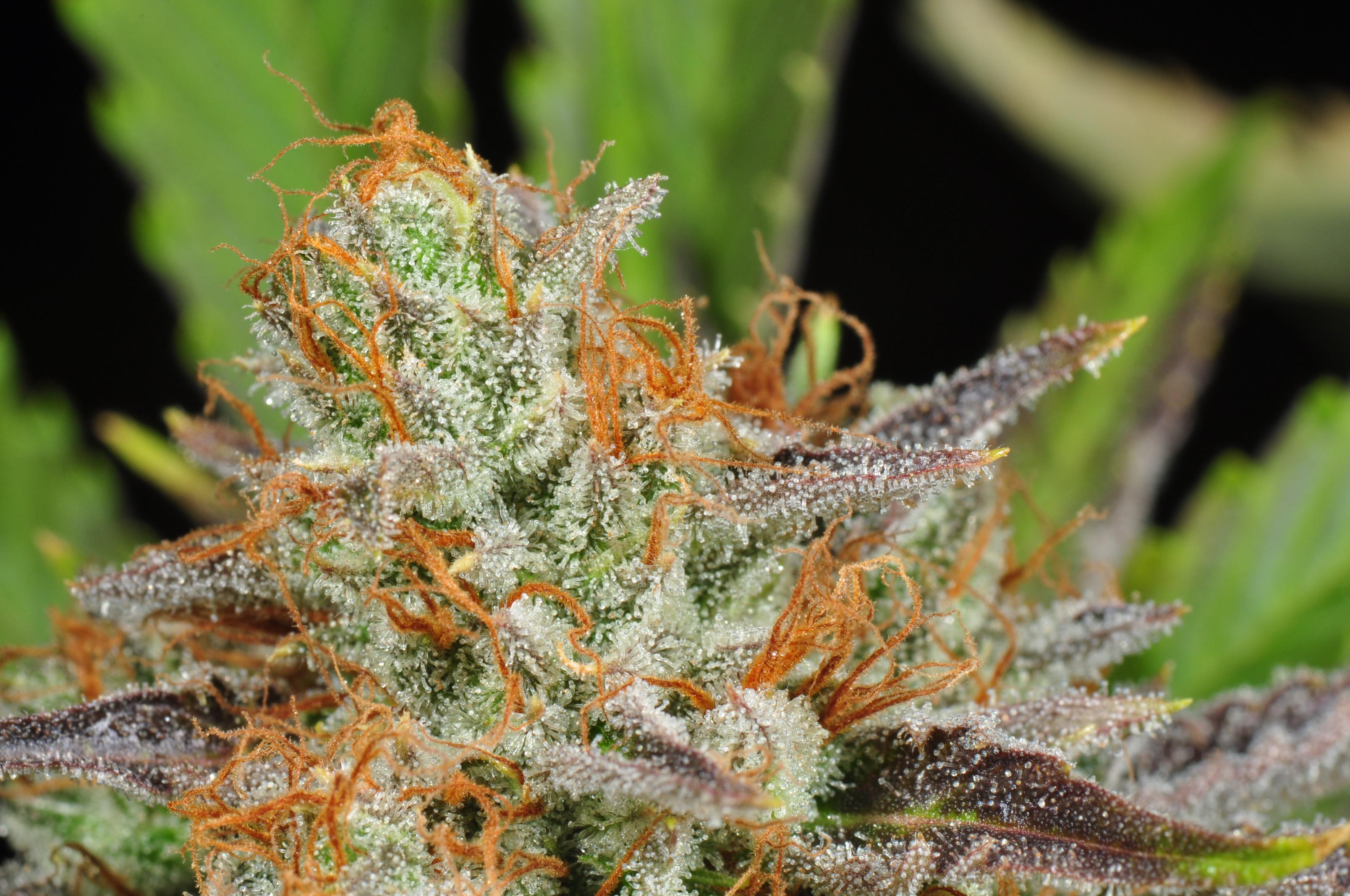 OJ Ghost Marijuana Strain Library