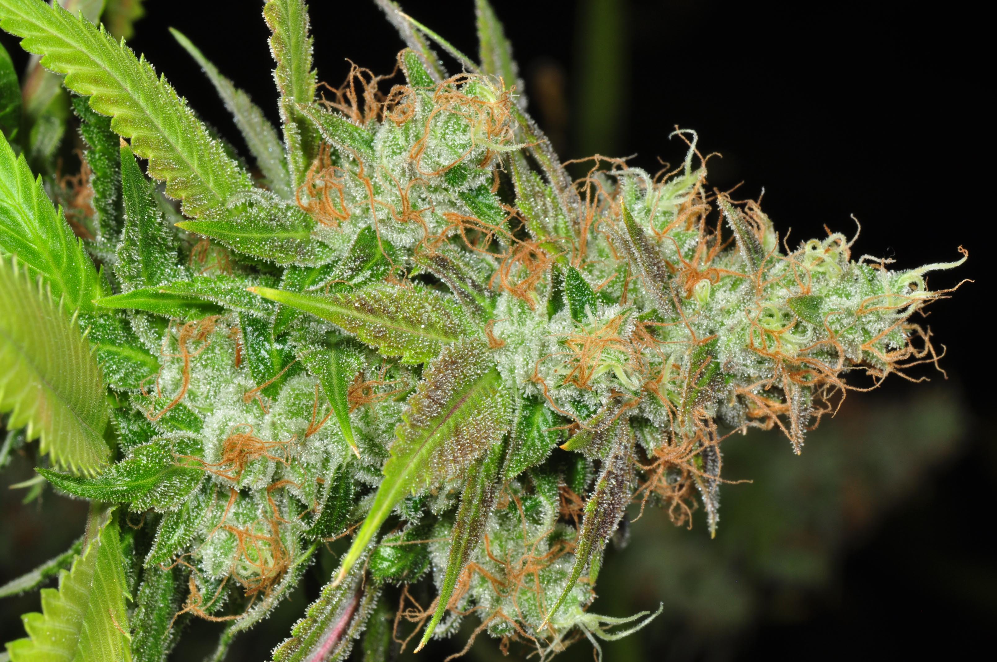 Tangerine OG Marijuana Strain Library