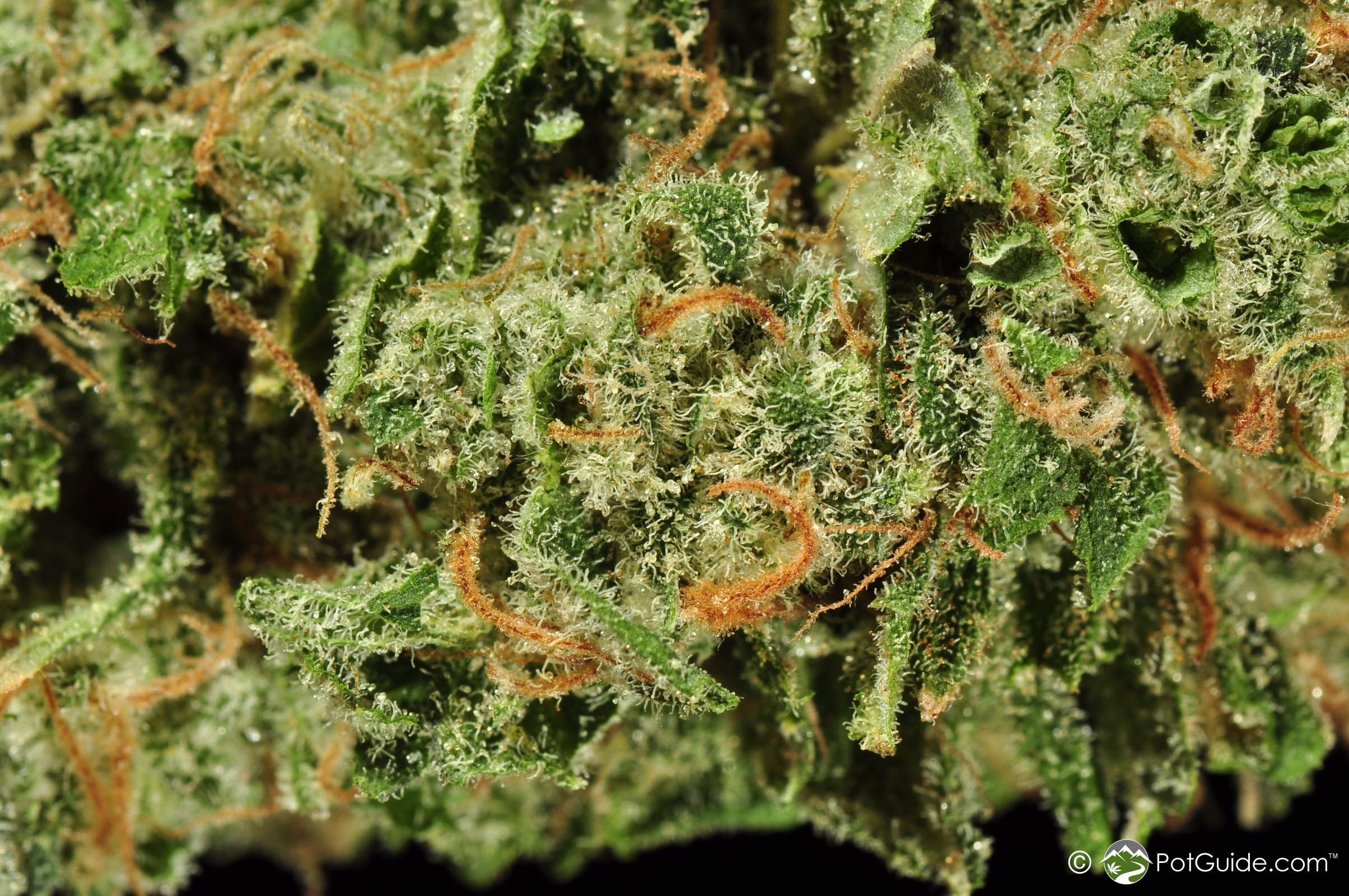 Blockhead TangTang Marijuana Strain Library