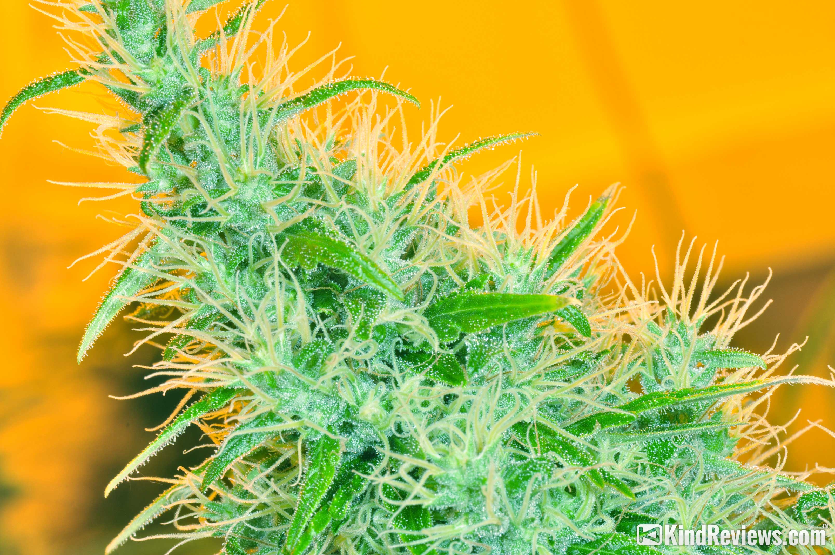 Medicine Woman Marijuana Strain Library