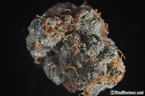 Scooby doo weed strain