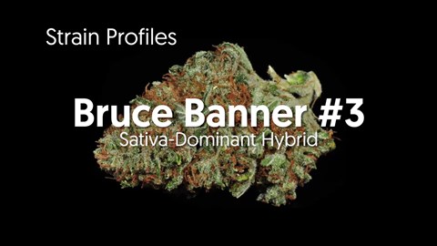 Strain Profile: Bruce Banner #3