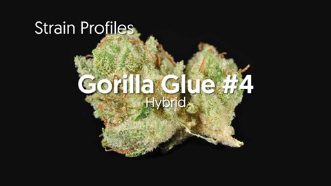 Strain Profile: Gorilla Glue #4