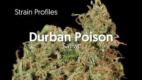 Strain Profile: Durban Poison
