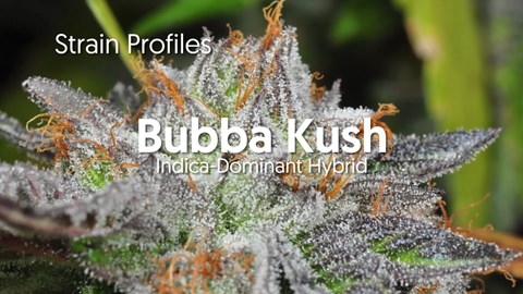Strain Profile: Bubba Kush